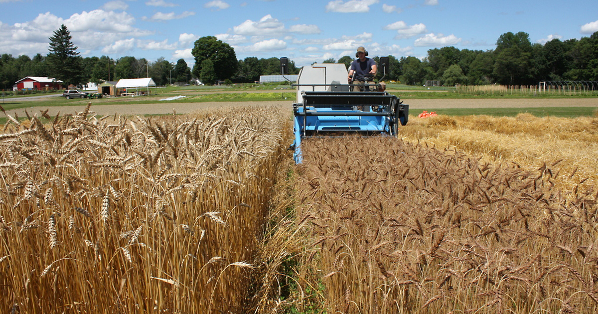 Organic grain farming in Maine