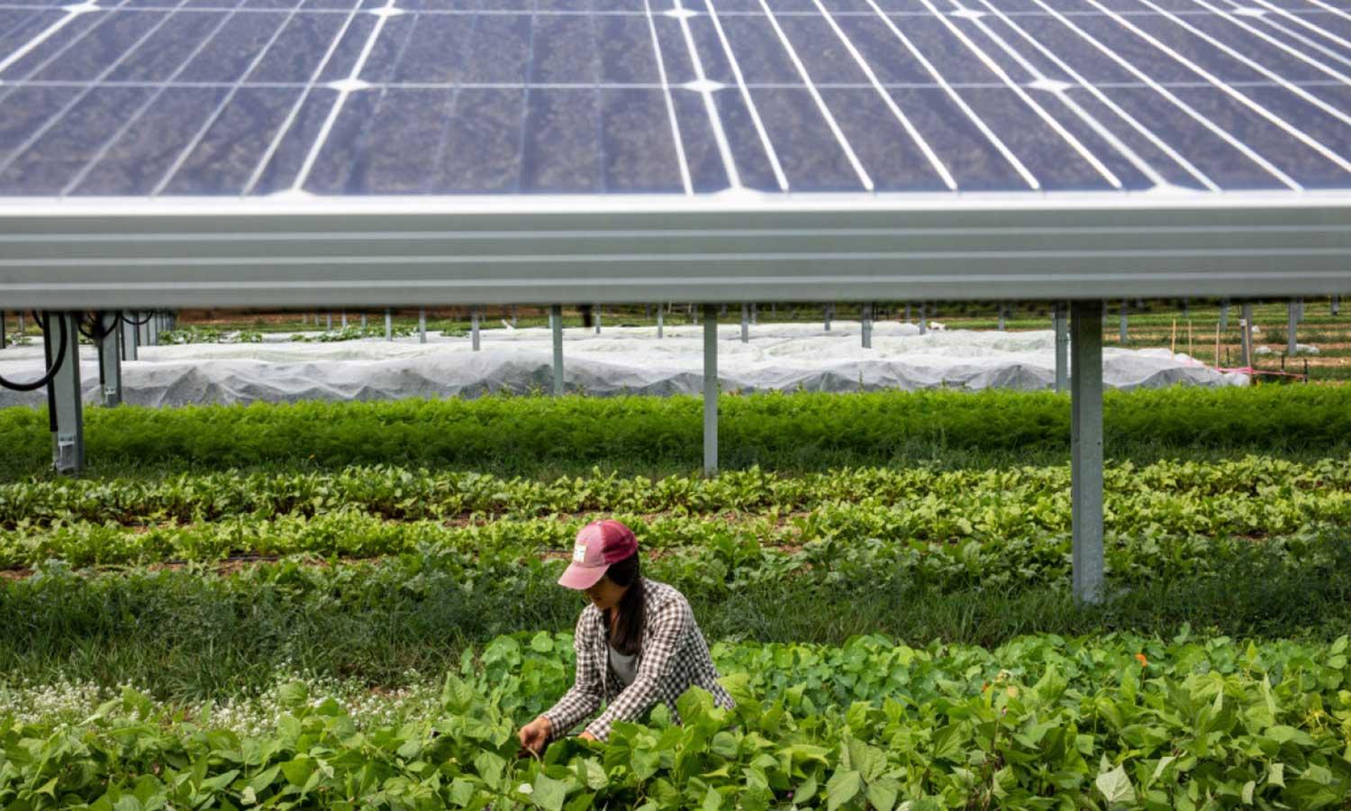 A woman farmer in baseball cap picks vegetables at a solar farm.