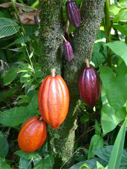 cocoa plant