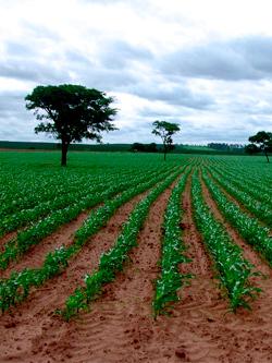 Corn field