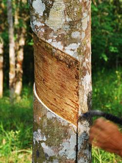 Rubber tapping