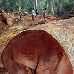 A cut down tree in a forest