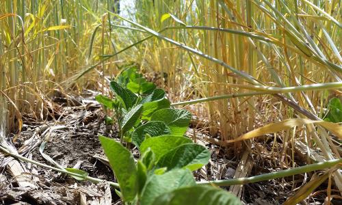 Soybeans coming up in a rye cover crop