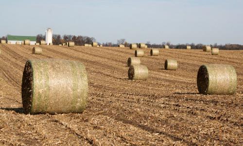 Bales of biofuel crops in farm field