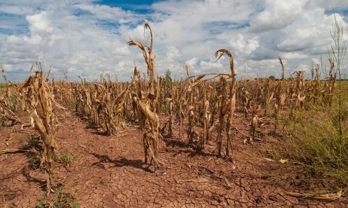 Cornfield showing the effects of drought