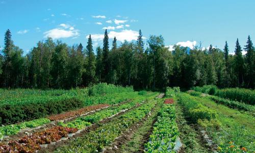 Field showing crop diversification on organic farm