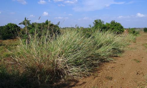 Napier grass