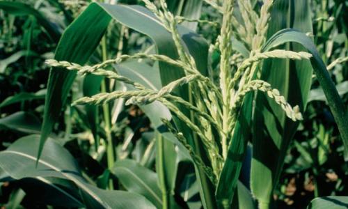 Closeup of a grain crop being grown for pharmaceutical applications