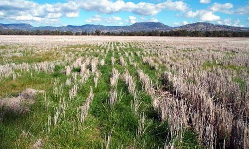 Field showing crops affected by drought