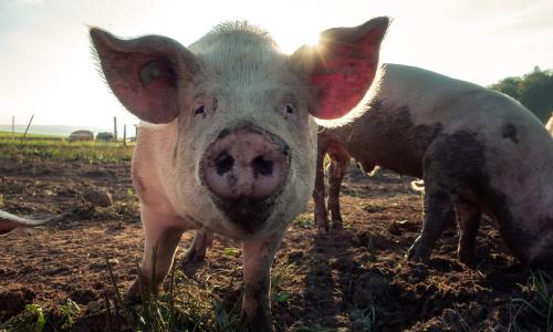 Pigs on a farm