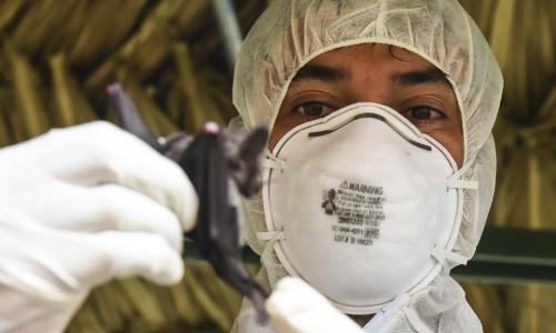 Researcher with face mask holding a bat. 