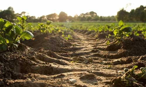 Soil at a farm