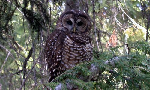 Northern Spotted Owl