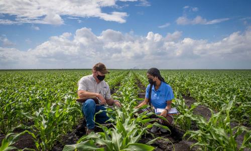 Two farmers kneeling in a field