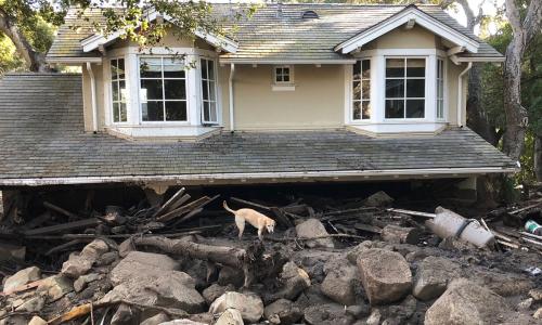 A dog explores the aftermath of a slide