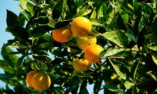 Oranges on a tree.