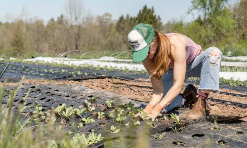 A gardener planting seeds.